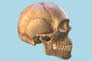 Ancient Skull Ancient Skull-2